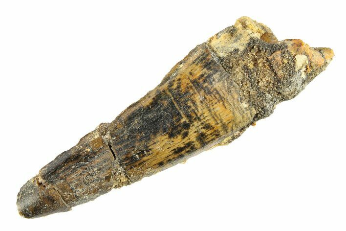 Bargain, Fossil Spinosaurus Tooth - Real Dinosaur Tooth #298110